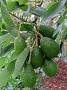 avocado-fruit-tree-green-organic-1304026.jpg