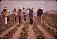 MIGRANTS_WEED_SUGAR_BEETS_FOR_$2.00_AN_HOUR_-_NARA_-_543858.tif