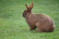 bunny-rabbit-pet-animal-1426995.jpg