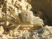 crab-crustacean-pincer-1573088.jpg