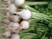 farmers-market-vegetables-radish-1294039.jpg