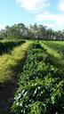 cafe-coffee-plantation-farm-crop-658224.jpg