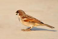 sparrow-bird-birds-nature-brown-73308.jpg