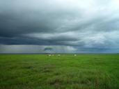 meadow-cattle-stormy-cloudy-clouds-569328.jpg