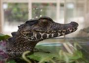 alligator-reptile-animal-crocodile-715050.jpg