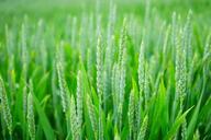 wheat-wheat-spike-wheat-field-1117267.jpg