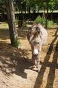 donkey-animal-farm-nature-508570.jpg