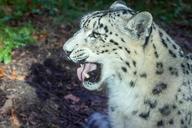 leopard-animal-cat-wildcat-nature-102498.jpg