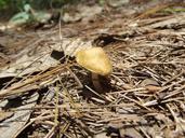 fungus-nature-mushroom-autumn-1122876.jpg