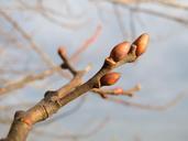 Willow-Catkins-salix-caprea-close-up.jpg