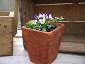 terracotta-pot-viola-garden-flower-525714.jpg