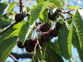 cherries-fruits-fruit-red-ripe-592267.jpg