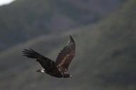 golden-eagle-flying-bird-wildlife-977797.jpg