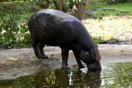 hippo-hippopotamus-wildlife-mammal-54576.jpg