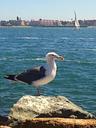 san-diego-seagull-diego-san-ocean-957965.jpg