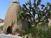 joshua-tree-national-park-rock-55722.jpg