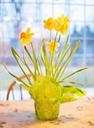 daffodils-spring-easter-flower-683949.jpg