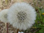 dandelion-pollen-seeds-bloom-760747.jpg