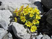 rock-yellow-flowers-mountain-633169.jpg