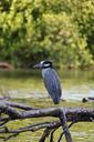 bird-river-costa-rica-632320.jpg