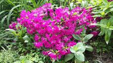 azalea-flowers-shrubs-424236.jpg