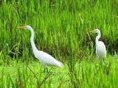 great-egret-bird-fauna-birds-986808.jpg