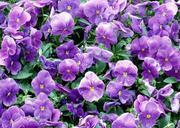 Violet-flower-in-garden.jpg