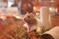 hamster-animal-rodent-1000848.jpg