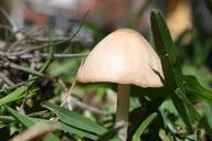 fungus-miniature-nature-1606075.jpg