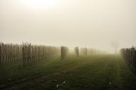 vineyard-fog-vines-light-639798.jpg