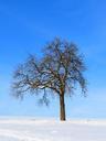 tree-winter-snow-nature-wintry-639934.jpg