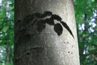 log-beech-shadow-leaves-190663.jpg