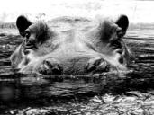 hippo-hippopotamus-hard-mammal-1641925.jpg