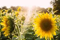 sunflowers-yellow-sunlight-nature-945407.jpg