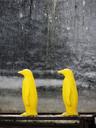 prague-penguins-yellow-wall-235420.jpg