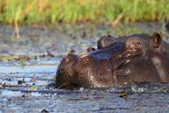 hippopotamus-hippo-mammal-botswana-1652902.jpg