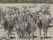 zebras-safari-etosha-national-park-517961.jpg