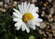 daisy-mutant-mutated-flower-1041464.jpg