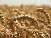 wheat-spike-cereals-grain-field-609892.jpg