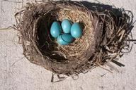 egg-nest-bird-robin-birth-spring-314365.jpg