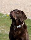 labrador-dog-labrador-retriever-165007.jpg