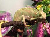 chameleon-lizard-reptile-1101855.jpg