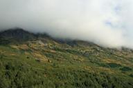 alaska-wilderness-forest-trees-67301.jpg