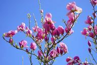 magnolia-magnolia-blossom-blossom-324290.jpg