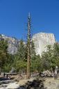 yosemite-national-park-el-capitan-1049480.jpg