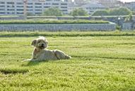 pet-dog-happy-funny-friend-grass-279438.jpg