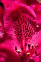 rhododendron-single-flower-blossom-348168.jpg