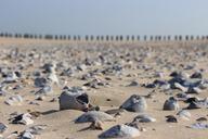 pebble-beach-france-sand-stones-1688469.jpg