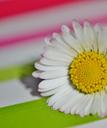 daisy-flowers-spring-flower-plant-1306757.jpg