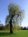 weeping-willow-pasture-tree-old-261458.jpg